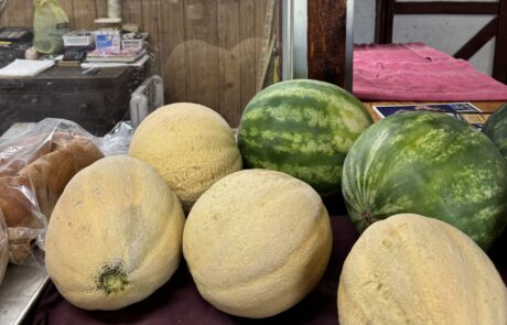 Colorful display of fresh produce at vineyard sale with vineyard view