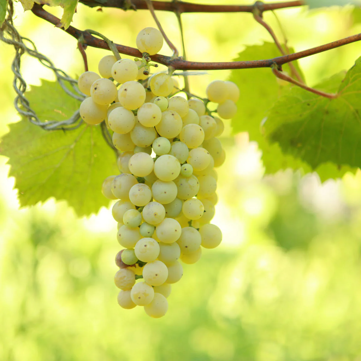 Brianna-Grapes