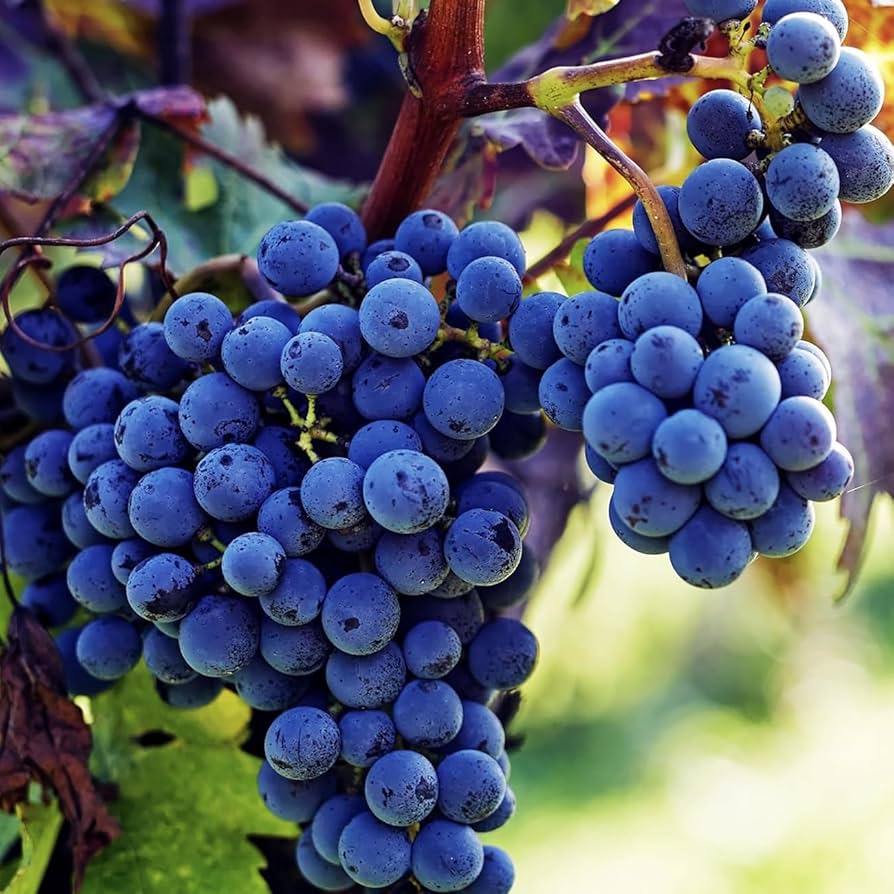 Rich, dark Concord grapes—an heirloom varietal—ripening on the vine with a glossy, velvety skin.