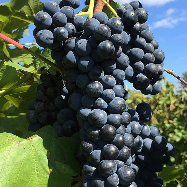 Marquette-Grapes