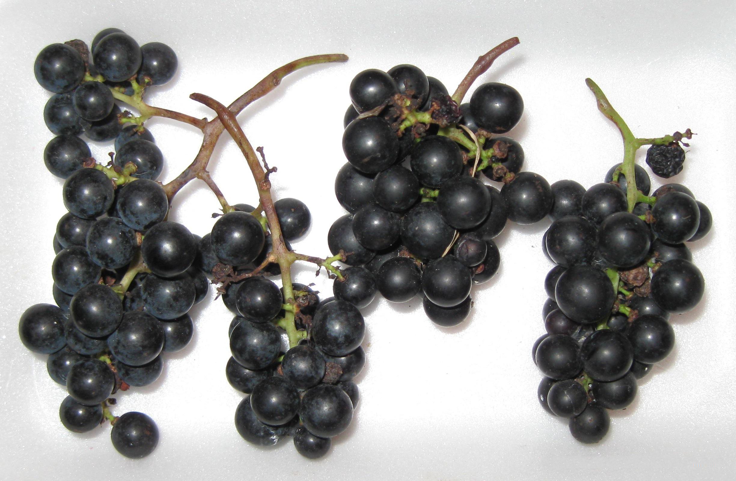 Masa gron odmiany ‘Marquette’