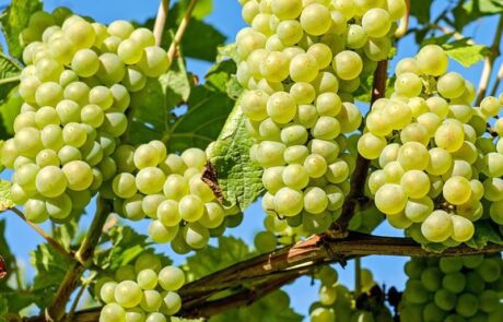 Cluster of ripe Niagara grapes on the vine with a light green, golden hue