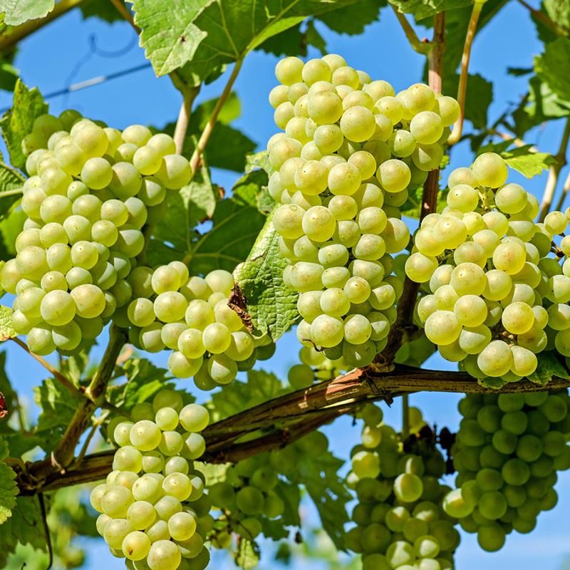 Cluster of ripe Niagara grapes on the vine with a light green, golden hue