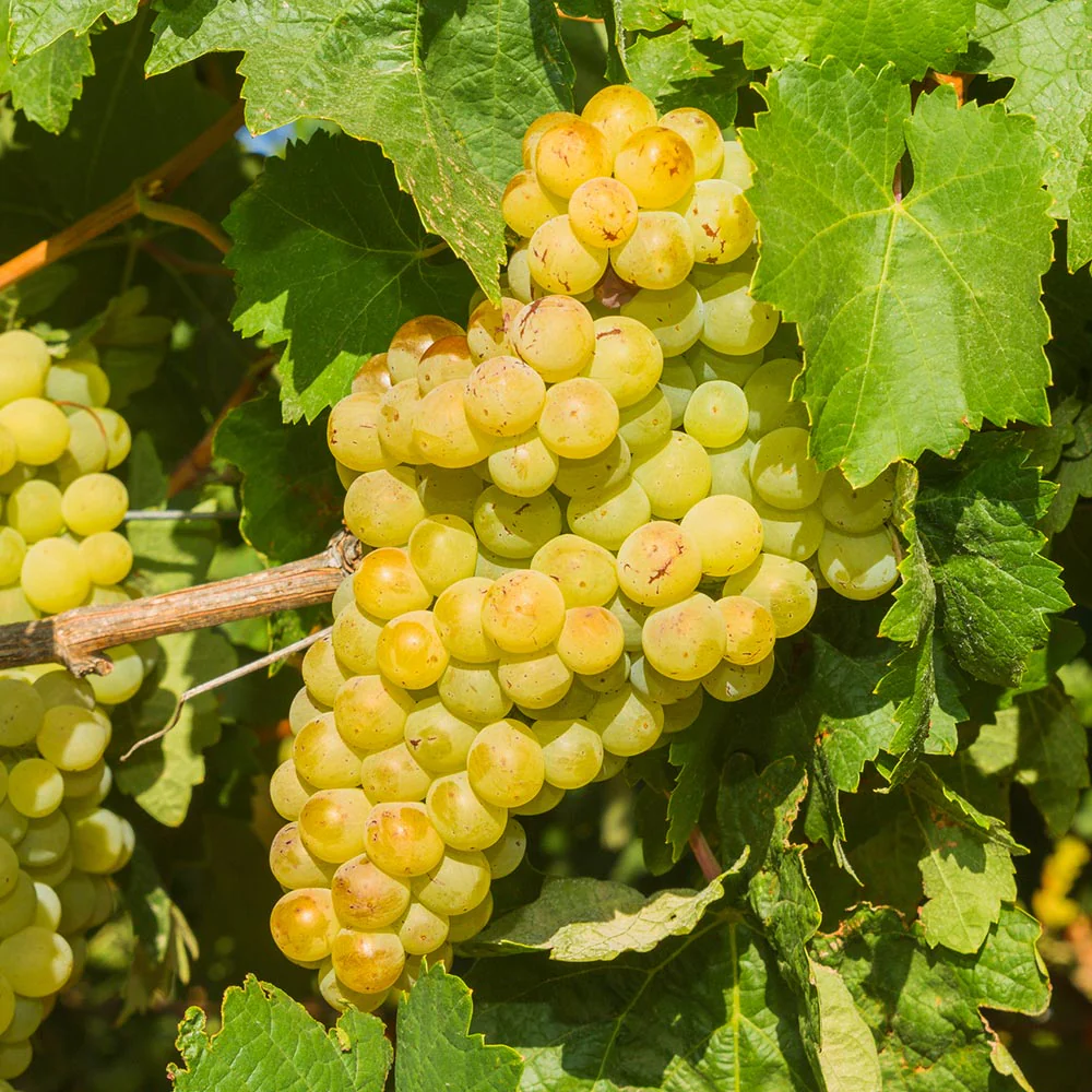 Close-up of Niagara grapes, a sweet and aromatic variety used for wine and juice.