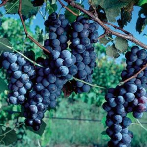 SunbeltGrapes Sunbelt grapes ripening under the sun, rich in color and flavor, similar to Concord.