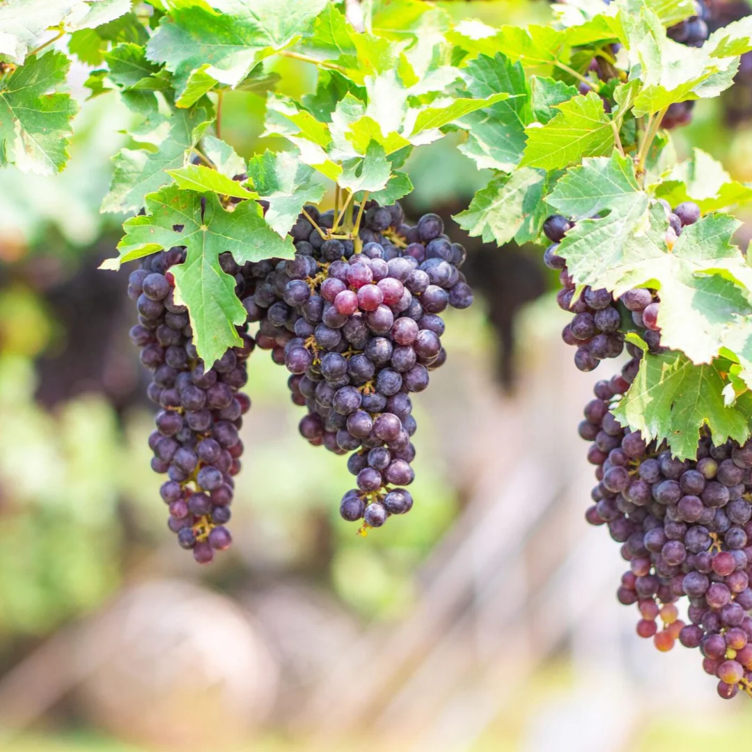 Cluster of deep purple Sunbelt grapes hanging on the vine.