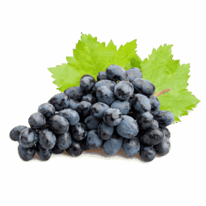 concord-grape_500_500 Close-up of Concord grapes, an heirloom varietal prized for its bold flavor and deep purple color.