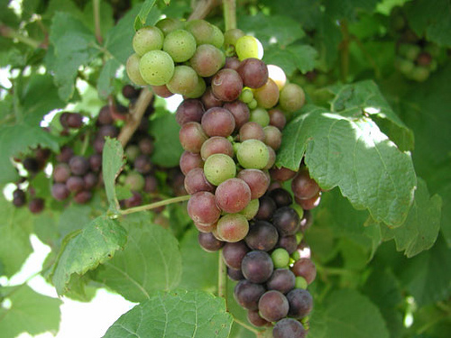 St. Vincent grapes ripening on the vine, known for their deep color and smooth, rich flavor.