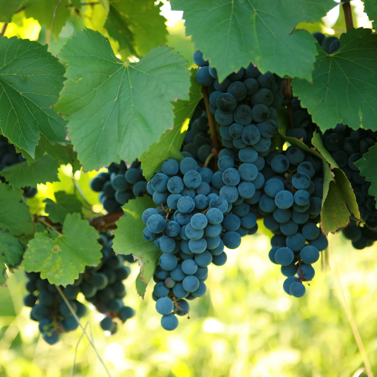 Cluster of St. Vincent grapes with a dark bluish-purple hue on the vine.