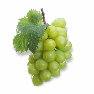 Fresh Niagara grapes hanging in sunlight, showcasing their pale green-gold color and juicy texture.