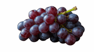 Marquette grapes ripening on the vine at 4M Vineyards in St. James, Missouri