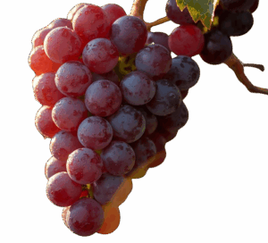 Missouri-grown Sunbelt grapes cultivated for juice, wine, and fresh eating at 4M Vineyards